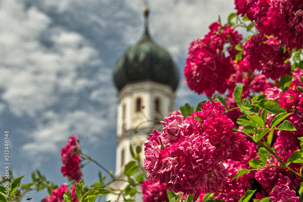 Beautiful red peonies with church tower as background