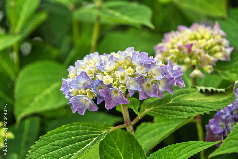 purple yellow peasant hydrangea with green background purple yellow peasant hydrangea with green background