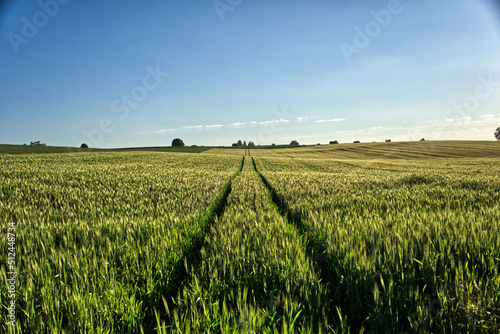 View of growing wheat field with bright blue sky