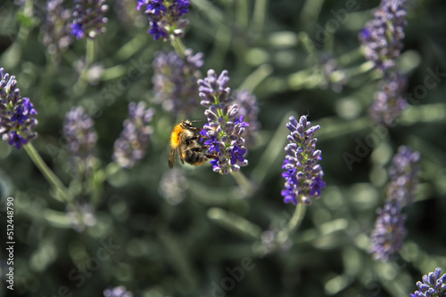 Bumblebee collects pollen on lavender