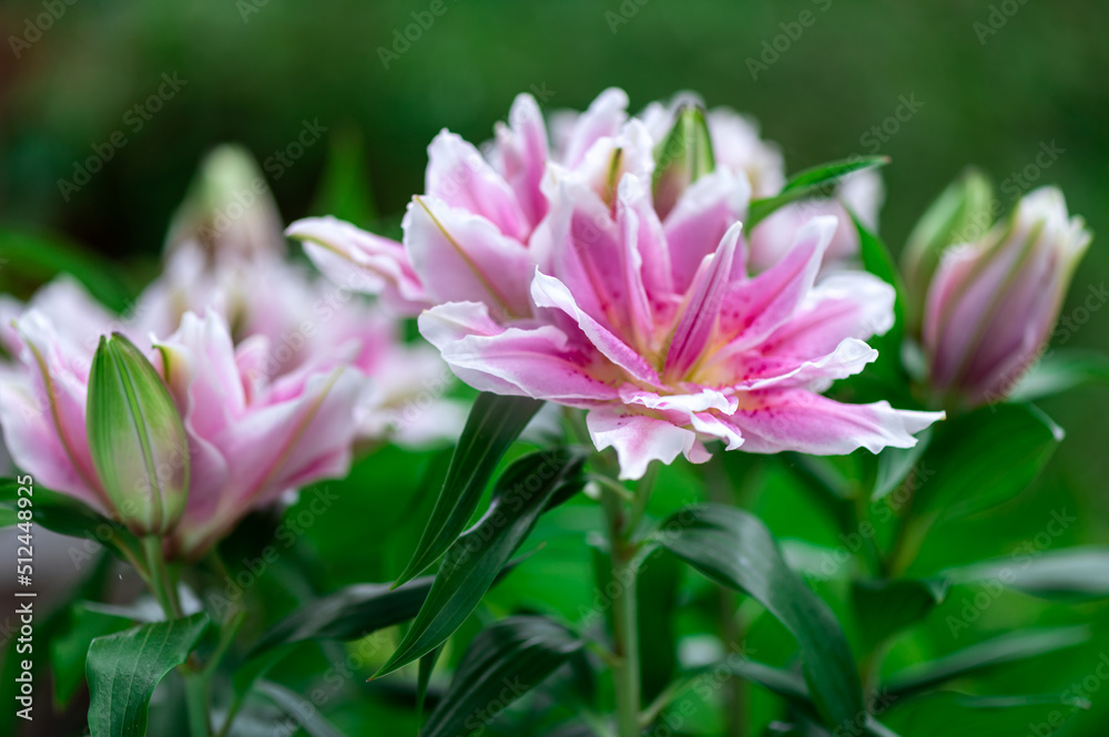 Scented pollen-free double lilies in garden with green background Scented pollen-free double lilies in garden with green background
