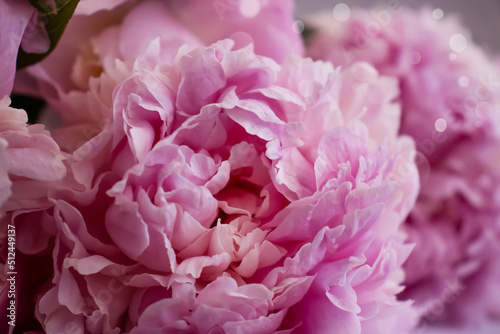 Beautiful peony flower on a light background frame