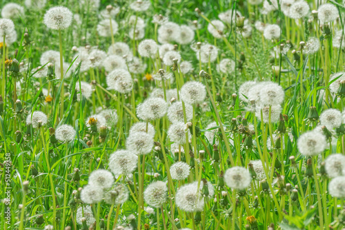 Flowers on the meadow.