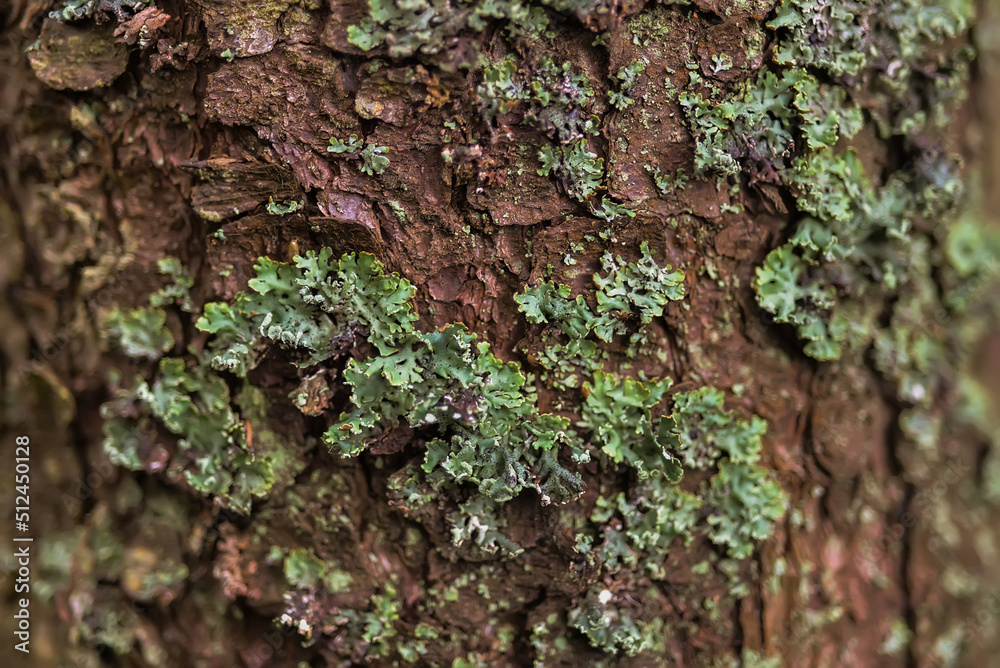 natural background tree bark and plants natural background tree bark and plants