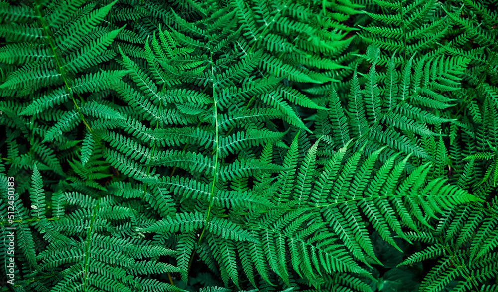 Natural abstract natural green background of fern leaves