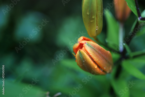 Оранжевый бутон цветка на размытом зеленом природном фоне.