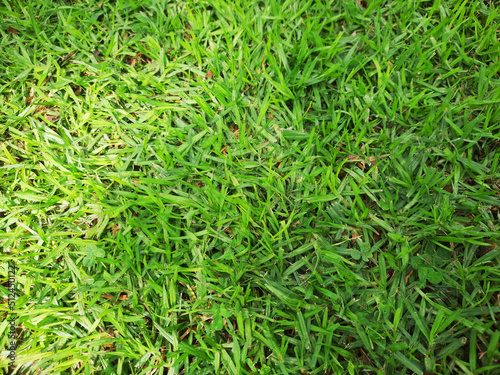 background and texture of grass