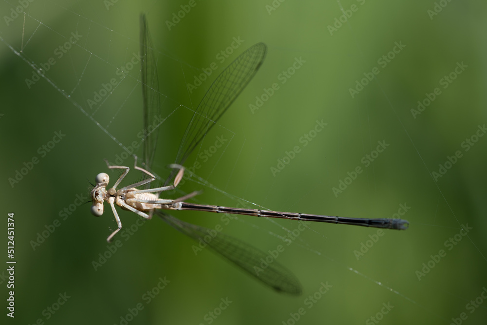 Close-up of a Feather Dragonfly (Platycnemis pennipes) trapped in a spider web against a green background and unable to escape. Close-up of a Feather Dragonfly (Platycnemis pennipes) trapped in a spider web against a green background and unable to escape.
