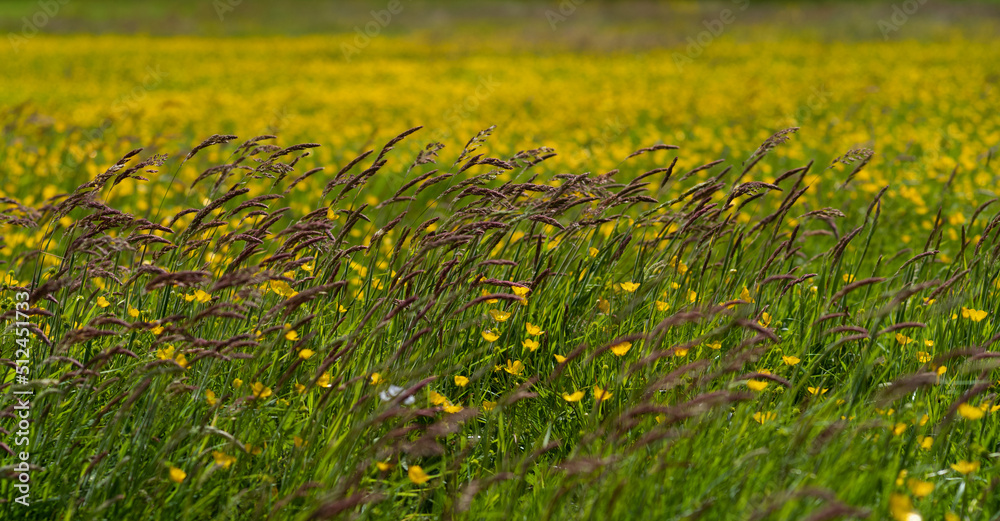 wild flowers summer field panorama