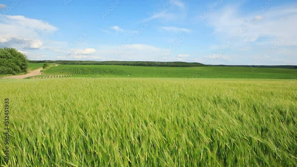 Drone flying over wheat field harvest crops in the countryside. Drone flying over wheat field harvest crops in the countryside.