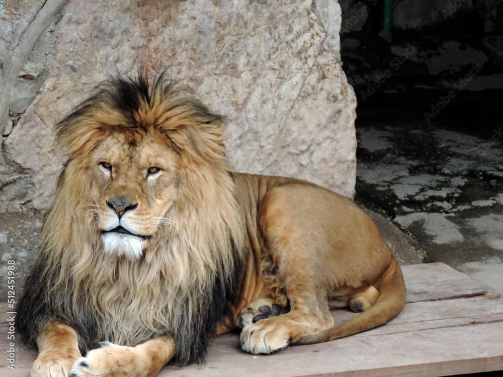 Obraz premium The lion