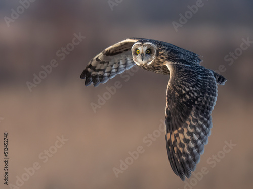 Short eared owl in flight while hunting
