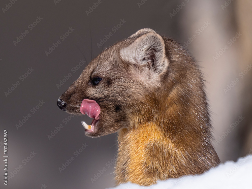 Pine marten popping it's head out of the snow and licking it's lips Pine marten popping it's head out of the snow and licking it's lips