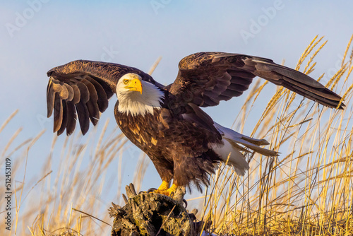 Proud bald eagle lands atop driftwood on Alaskan beach.