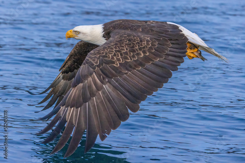 Bald eagle soars about water in search of fish for his next meal.