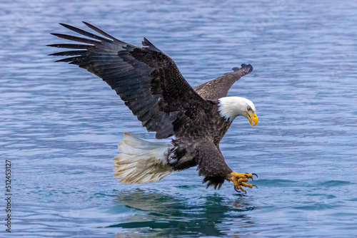 Bald eagle extends talons to grab fish from water.