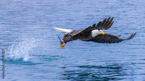 Bald eagle clutches fish in his talons as he soars over water.