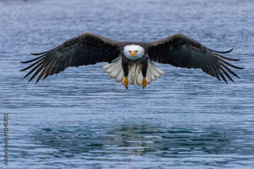 Bald eagle swoops low to capture fish in his powerful talons.