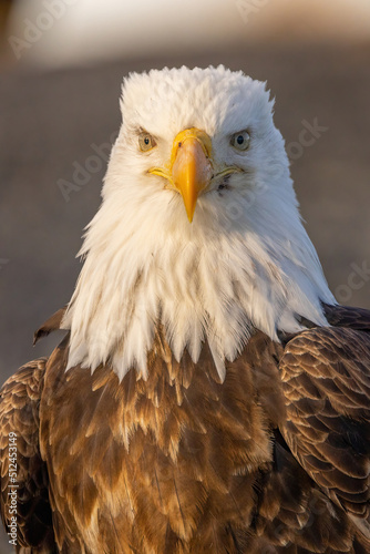 Handsome bald eagle is America's national emblem.