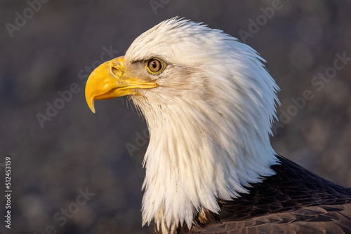 Handsome bald eagle is national symbol of United States.