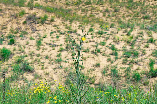 yellow flower of Crepis tectorum (narrowleaf hawksbeard) in blooming spring desert, Sarykum sand dune photo