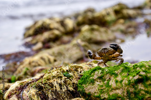 Crab on a seaweed-covered rock next to the sea photo