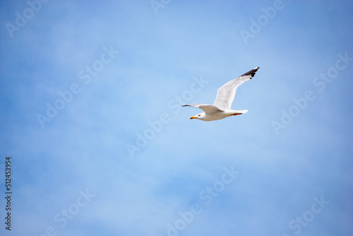 Seagull in the blue hazy skies