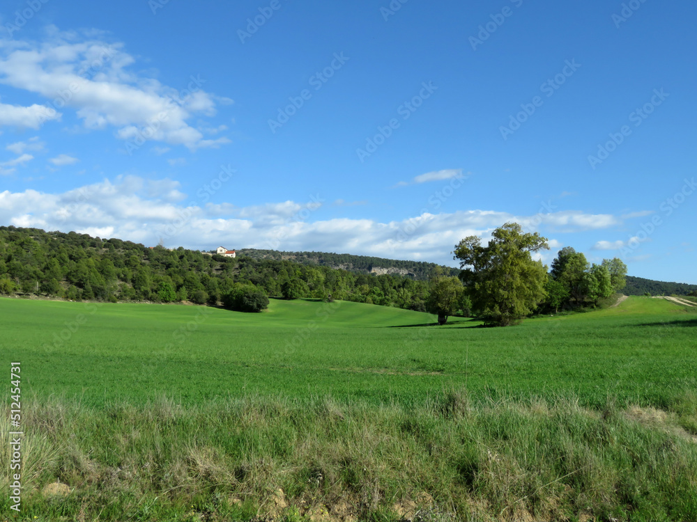 landscape of field and mountains in spring, with intense green grass and blue clear sky