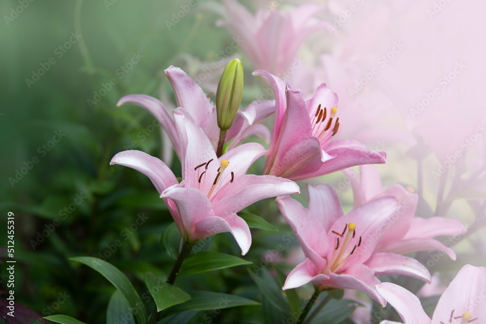 Beautiful pink lily flowers in the summer garden. Lily Lilium hybrids flower.