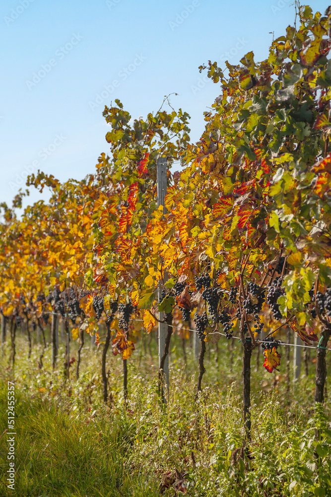Fototapeta premium Weinreben im Herbst, Pfalz