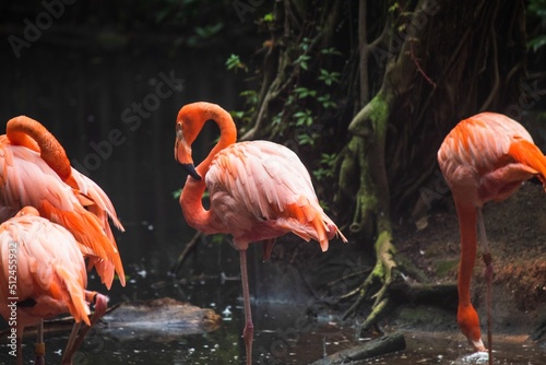 Pink Flamingos standing in the water