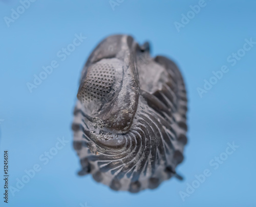 close up of a fish in the water