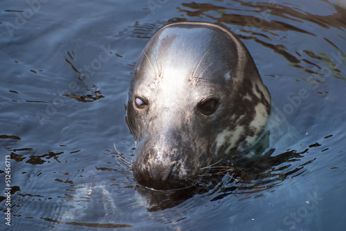 seal on the beach