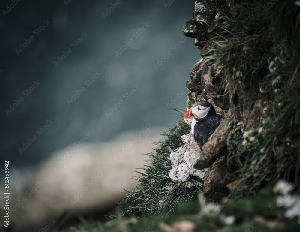 Atlantic Puffin nesting on the cliff side Atlantic Puffin nesting on the cliff side
