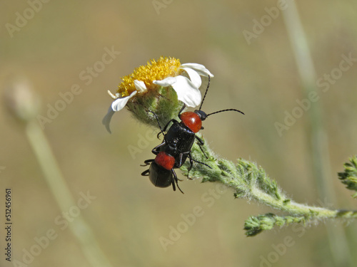 pair of beetle insects called Heliotaurus ruficollis on a daisy