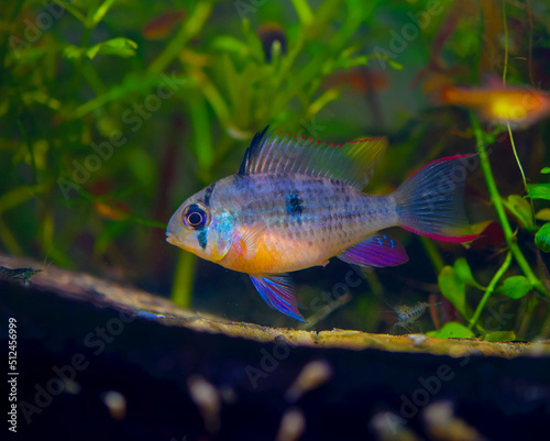 fish in aquarium