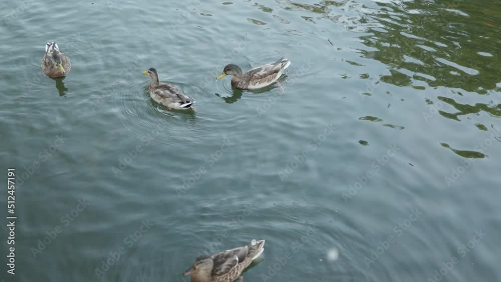 water ducks swimming in lake in sunny day, feeding mallard wild duck in pool. many water birds diving for white bread. orange legs of webbed feet rowing under water. water ducks swimming in lake in sunny day, feeding mallard wild duck in pool. many water birds diving for white bread. orange legs of webbed feet rowing under water.