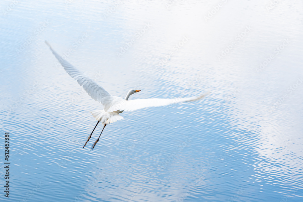 Beautiful white heron flying over a lake, natural light, selective focus. Beautiful white heron flying over a lake, natural light, selective focus.