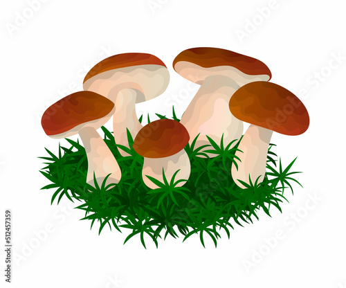 Vector isolated illustration with a Group of Porcini, White, Mushrooms or Boletus on Grass in Wild Nature, Forest. The Concept of Natural, Organic, Rustic Food, Nature.