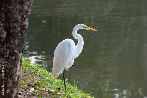 Beautiful white heron resting on the edge of a lake in Brazil, natural light, selective focus.