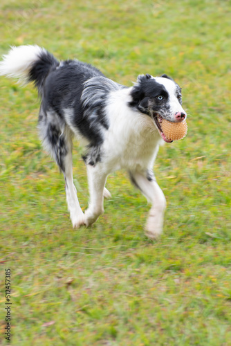 Portrait of a border collie dog playing in the grass, natural light, selective focus. © Milton Buzon