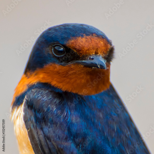 close up of a blue bird