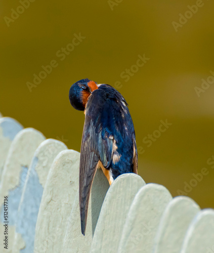 blue and yellow macaw