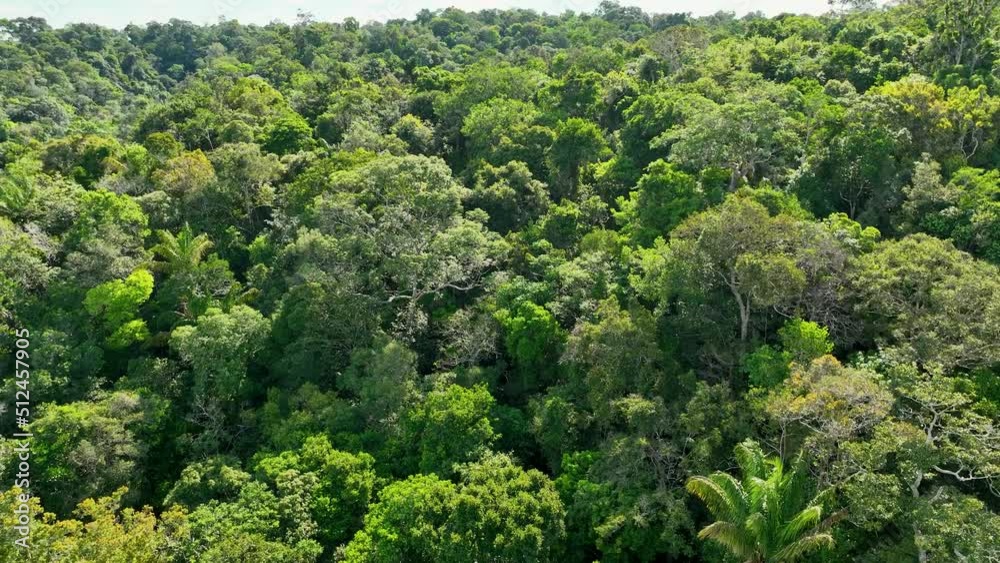 Nature tropical Amazon forest at Amazonas Brazil. Mangrove forest