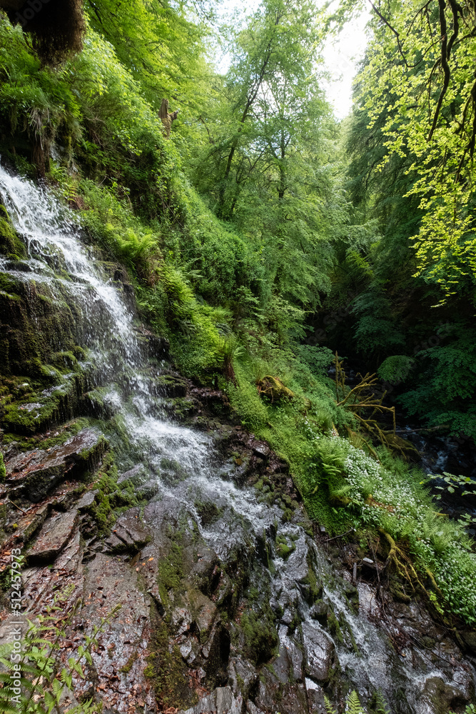 Obraz premium The Birks of Aberfeldy, circular walking route in the Moness Glen outside Aberfeldy in the Highlands of Scotland.