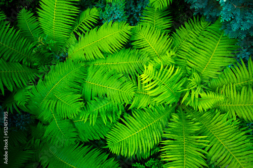 beautiful fern bushes top view