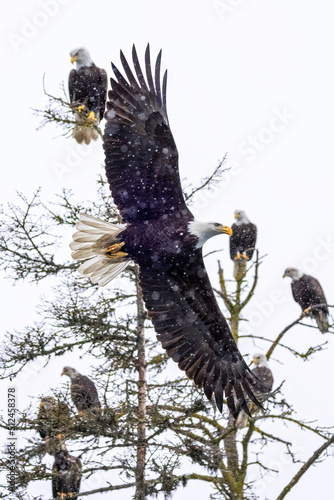 Bald eagle soars past tree holding several other eagles.