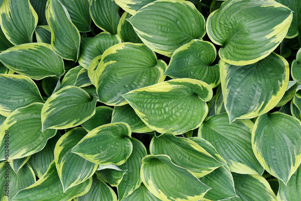 Obraz premium A close up image of yellow and green variegated Hosta plant.