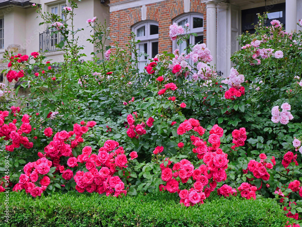 Tall shrub roses used as a beautiful hedge for privacy Tall shrub roses used as a beautiful hedge for privacy