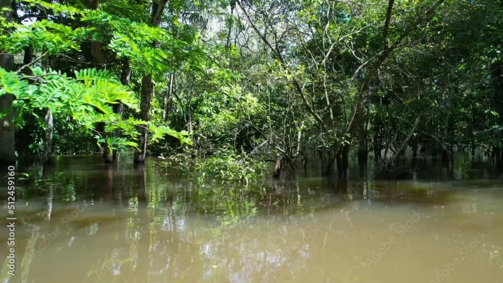 Amazon River at Amazon Forest. The famous tropical forest of world